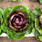 100 ROSSA Di VERONA RADICCHIO / Endive Italian Cichorium Intybus Vegetable Seeds