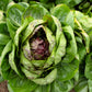 100 ROSSA Di VERONA RADICCHIO / Endive Italian Cichorium Intybus Vegetable Seeds