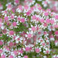 100 LADY In BLACK Calico ASTER Aster Lateriflorus Flower Seeds