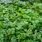 1500 FLAT LEAF PARSLEY Seeds Petroselinum Crispum Plain Single Italian Parsley Seeds