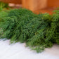300 SWEET FLORENCE FENNEL Foeniculum Vulgare Azoricum Herb Vegetable Flower Seeds
