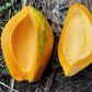 10 DWARF WAIMANALO PAPAYA Solo Hawaiian Carica Fruit Tree Houseplant Seeds
