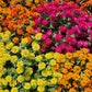 250 Mixed Colors ZINNIA ELEGANS Flower Seeds