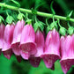 1000 PINK FOXGLOVE Digiitalis Purpurea Flower Seeds