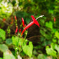 30 CARDINAL CLIMBER VINE Ipomea Quamoclit Red Flower Seeds