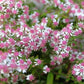 100 LADY In BLACK Calico ASTER Aster Lateriflorus Flower Seeds