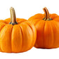 20 JACK Be LITTLE PUMPKIN Miniature Vegetable Cucurbita Pepo Seeds