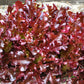 3000 Leaf Lettuce RED SALAD BOWL Lactuca Sativa Vegetable Seeds