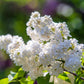 20 WHITE TREE LILAC Hummingbird Flower Fragrant Peking Syringa Pekinensis Seeds
