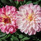 50 EARLY BIRD DAHLIA Mixed Colors Flower Seeds