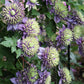 10 MIXED HYBRID CLEMATIS Hybrida Red Purple Pink Blue Bicolor Flower Vine Seeds