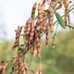 30 PIGEON PEA Dhal Gungo Puerto Rico Bean Cajanus Cajan Vegetable Seeds