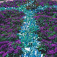50 Blue MARINE HELIOTROPE Heliotropium Arborescens Flower Seeds