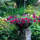 200 Mixed LAURA BUSH PETUNIA Violacea Integrifolia Pink Purple Trumpet Flower Seeds