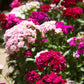 500 MIXED Colors SWEET WILLIAM Dianthus Barbatus Color Mix Red White Pink Bicolor Flower Seeds