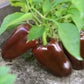 30 CHOCOLATE BEAUTY Bell PEPPER Sweet Brown Capsicum Annuum Vegetable Seeds