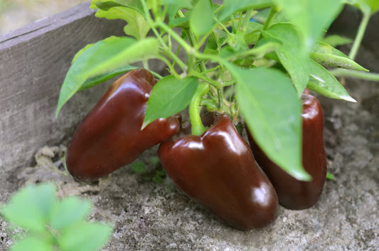 30 CHOCOLATE BEAUTY Bell PEPPER Sweet Brown Capsicum Annuum Vegetable Seeds