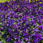 50 DEEP BLUE Blotch PANSY Swiss Giant Viola Wittrockiana Ullswater Flower Seeds