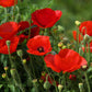 1000 Red AMERICAN LEGION (Corn / Shirley / Flanders) POPPY Papaver Rhoeas Flower Seeds