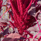 250 BURGUNDY AMARANTHUS Hypochondriacus Amaranth Grain Vegetable Flower Seeds