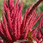 250 BURGUNDY AMARANTHUS Hypochondriacus Amaranth Grain Vegetable Flower Seeds