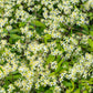 20 WHITE CLEMATIS Virginiana / Virgins Bower Flower Vine Seeds