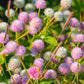 50 GLOBE AMARANTH MIX Gomphrena Globosa Mixed Colors Amaranthus Flower Seeds