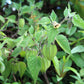 200 Organic GROUND CHERRY Physalis Pruinosa ( Golden Strawberry / Chinese Lantern ) Vegetable Seeds