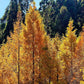 20 DAWN REDWOOD Tree Metasequoia Glyptostroboides Conifer Seeds