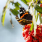 20 ASH TREE Mountain / Amur / Rowan - Sorbus Aucuparia Seeds