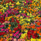 250 Mixed Colors ZINNIA ELEGANS Flower Seeds