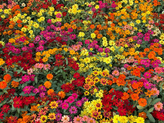 250 Mixed Colors ZINNIA ELEGANS Flower Seeds