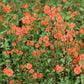 50 SCARLET MASK FLOWER Hummingbird Plant Red Alonsoa Warscewiczii Seeds