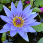 10 BLUE WATER LILY / Lily Pad / Asian Water Lotus / Sacred Egyptian Lotus Nymphaea Caerulea Flower Seeds