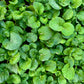 1500 UPLAND CRESS American Land Cress Barbarea Verna Creasy Vegetable Herb Seeds