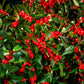 50 WINTERBERRY Holly Ilex Verticillata - Candian Holly  / Fever Bush / Black Alder Tree Shrub Red Berry White Flower Seeds