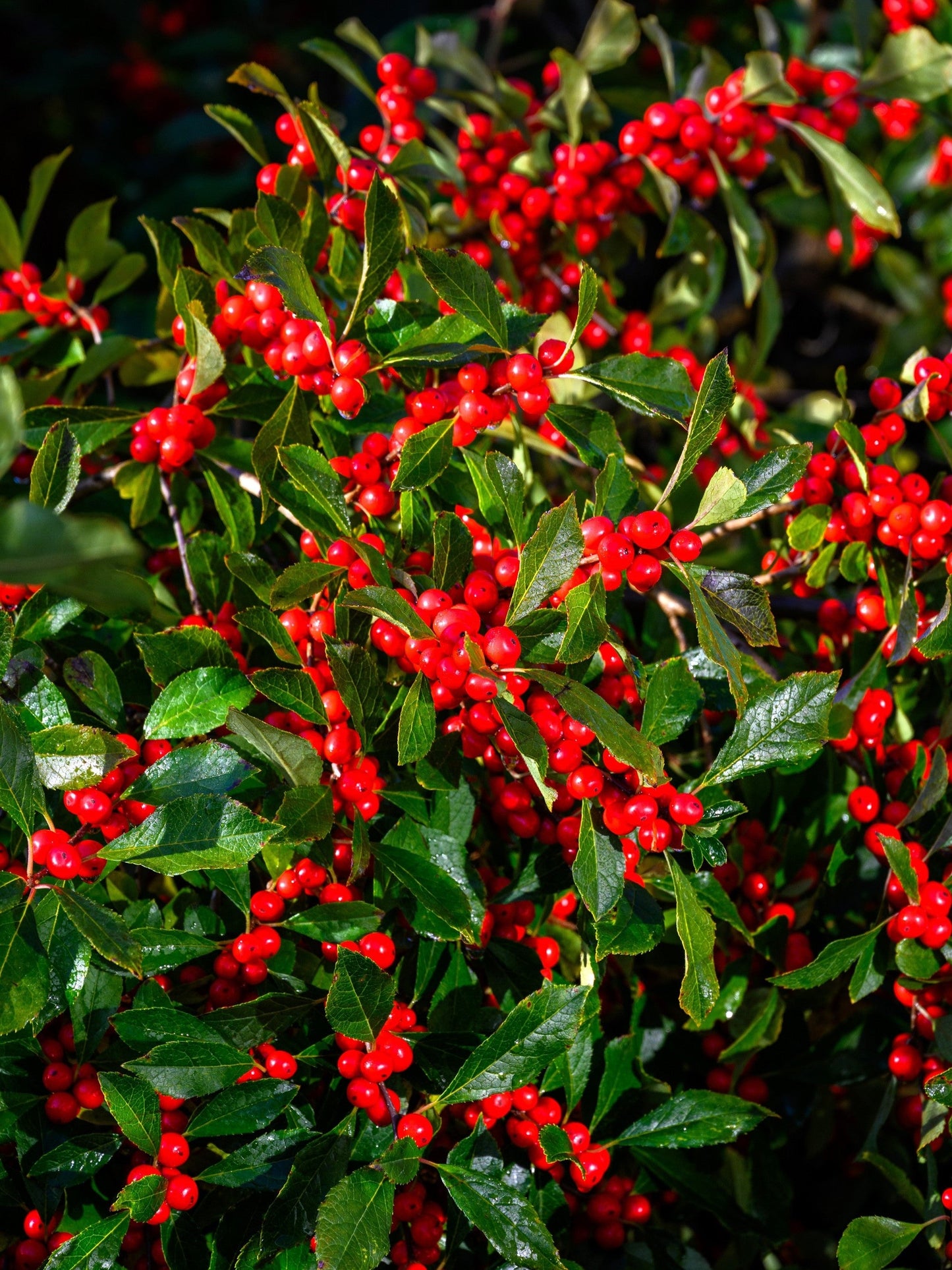 50 WINTERBERRY Holly Ilex Verticillata - Candian Holly  / Fever Bush / Black Alder Tree Shrub Red Berry White Flower Seeds
