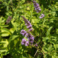 250 PEPPERMINT MINT Mentha Piperita Herb Flower Seeds