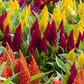 150 Mixed PAMPAS PLUMES COCKSCOMB Celosia Plumosa Flower Seeds