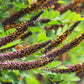 50 FRAGRANT FALSE INDIGO (Dwarf Wild Indigo) Amorpha Nana Flower Seeds