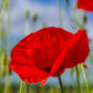 2000 MIXED Colors SHIRLEY POPPY ( aka Corn / Field / Flanders ) Papaver Rhoeas Flower Seeds