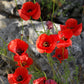 1000 Red AMERICAN LEGION (Corn / Shirley / Flanders) POPPY Papaver Rhoeas Flower Seeds