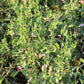 50 AUSTRIAN WINTER PEA Caley Flower Pisum Sativum Ground Cover Crop Legume Seeds