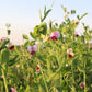 50 AUSTRIAN WINTER PEA Caley Flower Pisum Sativum Ground Cover Crop Legume Seeds