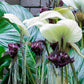 5 WHITE BAT FLOWER Tacca Integrifolia Nivea Bat Head Lily Flower Seeds