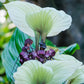 5 WHITE BAT FLOWER Tacca Integrifolia Nivea Bat Head Lily Flower Seeds