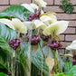 5 WHITE BAT FLOWER Tacca Integrifolia Nivea Bat Head Lily Flower Seeds