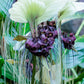 5 WHITE BAT FLOWER Tacca Integrifolia Nivea Bat Head Lily Flower Seeds