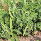 50 SNOW PEA Pisum Sativum Vegetable Seeds