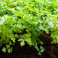 2000 Cutting LEAF CELERY Apium Graveolens Secalinum European Chinese Herb Seeds